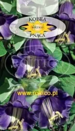 roltico-kobea-pnaca-fioletowa-6-nasion