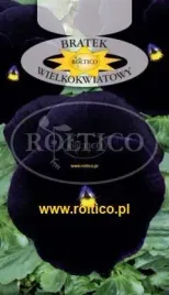 roltico-bratek-ogrodowy-granatowy-bergwacht-05g