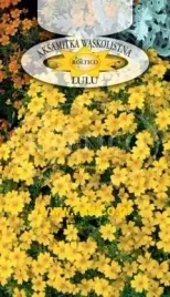roltico-aksamitka-waskolistna-lulu-03g