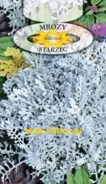 roltico-starzec-mrozy-0-2-g