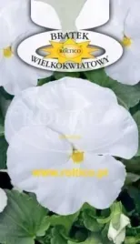 roltico-bratek-ogrodowy-bialy-05-g