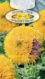 roltico-slonecznik-ozdobny-karlowy-pelny-2g