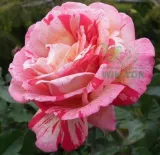 nawoz-do-roz-1-kg-stan-nowy