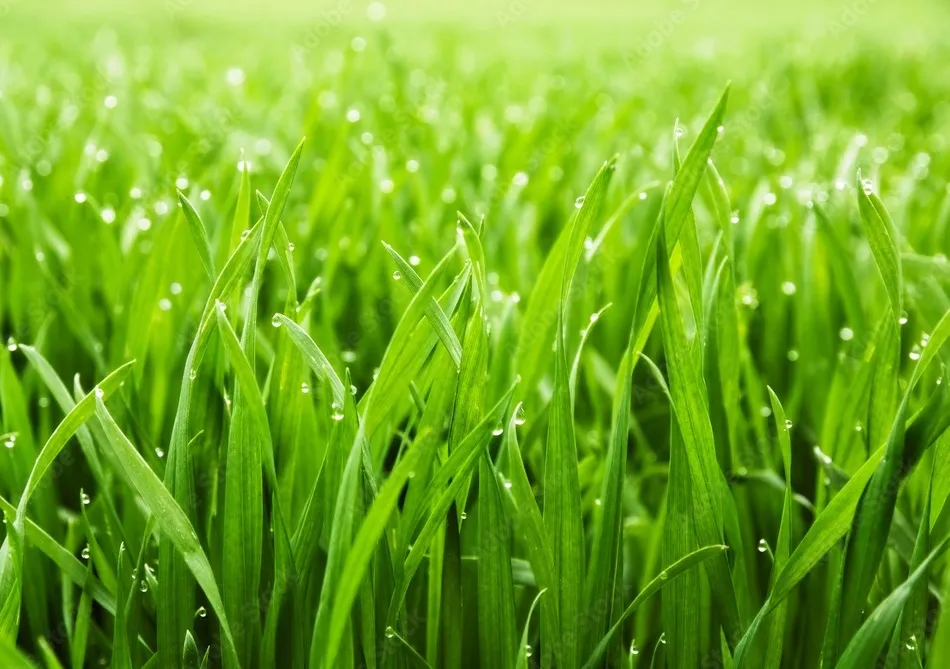 nawoz-dolomit-proszek-25-kg-stan-nowy