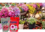 planton-k-200g-do-kwitnacych-stan-nowy-okres-stosowania-caly-rok