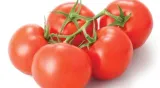 planton-p-200g-do-pomidorow-stan-nowy