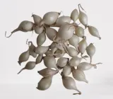 cebula-dymka-alibaba-025-kg-biala-stan-nowy