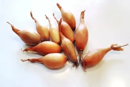 cebula-dymka-sopelek-025-kg