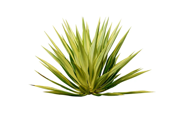 syrop-agawa-bioswena-450g-cechy-dodatkowe-weganskie-wegetarianskie