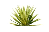 syrop-agawa-bioswena-450g-cechy-dodatkowe-weganskie-wegetarianskie