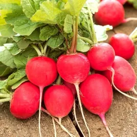 nasiona-rzodkiewka-carmen-na-tasmie-warzywa-ogrod-uprawa-premium-seeds-3x2m