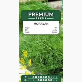 nasiona-koper-ogrodowy-moravan-odmiana-srednio-wczesna-premium-seeds-5g