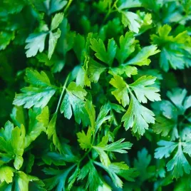 nasiona-pietruszka-naciowa-festival-68-na-tasmie-ogrod-premium-seeds-3x2m