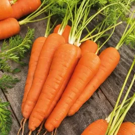 nasiona-marchew-koral-do-gruntu-do-tuneli-uprawa-warzywa-premium-seeds-5-g