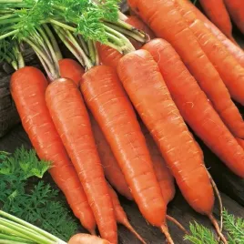 nasiona-marchew-rote-riesen-2-do-gruntu-do-tuneli-warzywa-premium-seeds-5-g