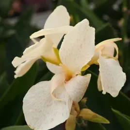 canna-kanna-paciorecznik-fantasy-1-szt-sadzonki-canny-kanny