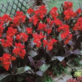 canna-kanna-paciorecznik-brilliant-1-szt-sadzonki-kanny-canny