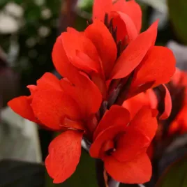 canna-kanna-paciorecznik-shining-scarlet-1-szt-sadzonki-canny-kanny