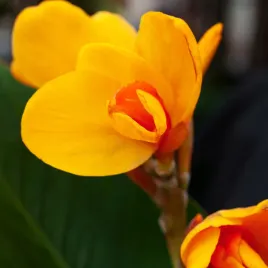 canna-kanna-paciorecznik-chocolate-sunrise-1-szt-sadzonki-canny-kanny