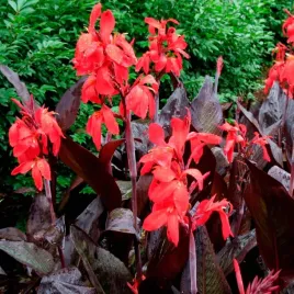 canna-kanna-paciorecznik-red-velvet-1-szt-sadzonki-canny-kanny