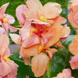 canna-kanna-paciorecznik-shining-peach-1-szt-sadzonki-canny-kanny