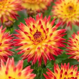 dahlia-dalia-kaktusowa-bridge-view-aloha-1-szt-sadzonka-karpy-karpa-dalii