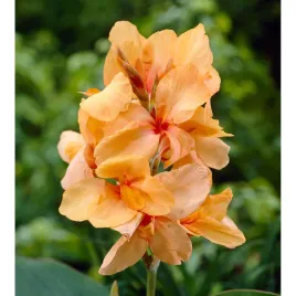 canna-kanna-paciorecznik-apricot-dream-1-szt-sadzonki-canny-kanny