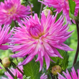 dahlia-dalia-kaktusowa-orchid-princess-1-szt-sadzonka-karpy-karpa-dalii