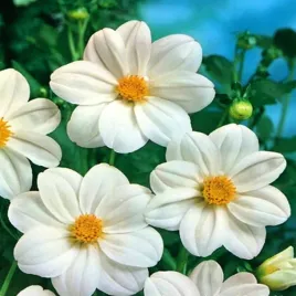 dalia-mignon-sneezy-1-szt-dalie-sadzonki-dalii-sadzonka-karpy