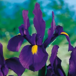 irys-holenderski-discovery-purple-fioletowe-10-szt-cebulki-cebule-kwiatowe