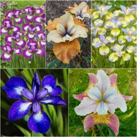 zestaw-irys-syberyjski-5-odmian-5-szt-irysy-sadzonki-irysow-kosaciec