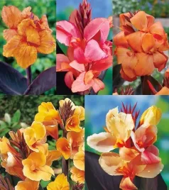 zestaw-7-canna-ciemnolistna-paciorecznik-5-odmian-5-szt-canny-kanna