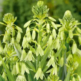 galtonia-viridiflora-1-szt-cebule-cebulki-zielone-ozdobne-kwiaty