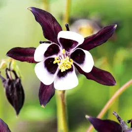 aquilegia-orlik-pojedynczy-william-guiness-1-szt-sadzonka-sadzonki-orliki