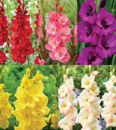 zestaw-27-gladiolus-mieczyk-5-odmian-25-szt-cebulki-mieczyki-cebule