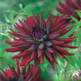 dalia-kaktusowa-chat-noir-1-szt-dalie-sadzonki-dalii-sadzonka-duze-bulwy