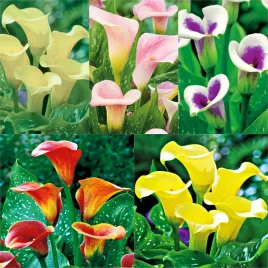 zestaw-2-zantedeschia-calla-5-odmian-5-szt-cebulki-kwiatowe-bulwy