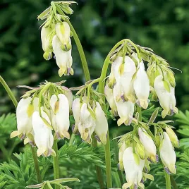 dicentra-formosa-aurora-serduszka-pelne-aurora-1-szt-sadzonka-sadzonki