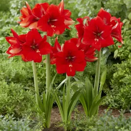 hippeastrum-amarylis-love-heart-1-szt-cebule-cebula-amarylisy