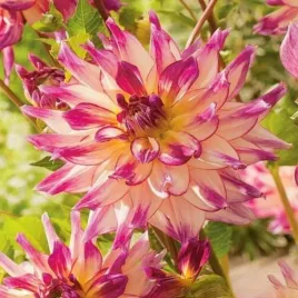 dalia-dekoracyjna-zoey-rey-1-szt-dalie-sadzonki-dalii-sadzonka-duze-bulwy