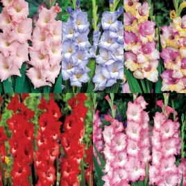 zestaw-11-mieczyk-wielkokwiatowy-5-odmian-25-szt-cebulki-mieczyki-cebule