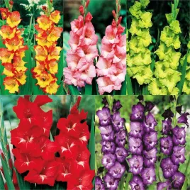 zestaw-3-mieczyk-wielkokwiatowy-5-odmian-25-szt-cebulki-mieczyki-cebule