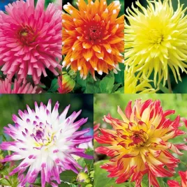 zestaw-2-dalia-kaktusowa-5-odmian-5-szt-dalie-duze-bulwy-sadzonki