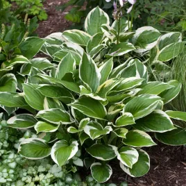 hosta-funkia-love-pat-1-szt-sadzonka-sadzonki-hosty-funkie