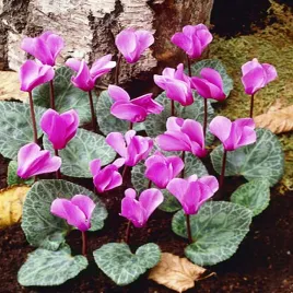 cyclamen-cyklamen-ogrodowy-cilicicum-fiolek-alpejski-1-szt-cyklameny