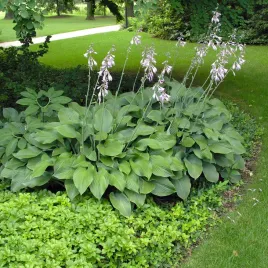 hosta-funkia-krossa-regal-1-szt-sadzonka-sadzonki-hosty-funkie