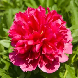 paeonia-piwonia-many-happy-returns-1-szt-piwonie-sadzonki-pachnaca