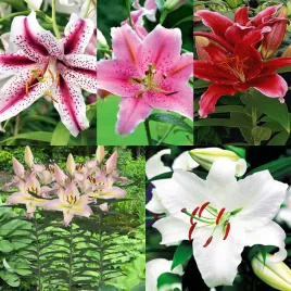 zestaw-2-lilia-orientalna-5-odmian-5-szt-cebulki-lilii-cebule-lilie