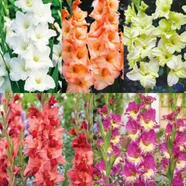 zestaw-19-mieczyk-wielkokwiatowy-5-odmian-25-szt-cebulki-mieczyki-cebule