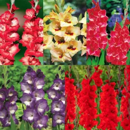 zestaw-13-mieczyk-wielkokwiatowy-5-odmian-25-szt-cebulki-mieczyki-cebule